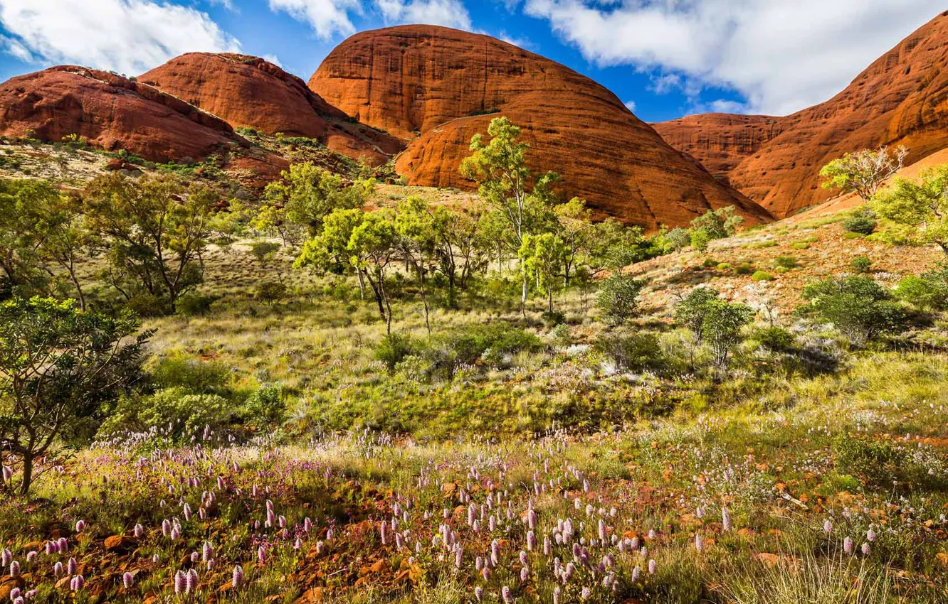 Фото обои скалы, весна, Австралия, Национальный парк Улуру Ката-Тьюта