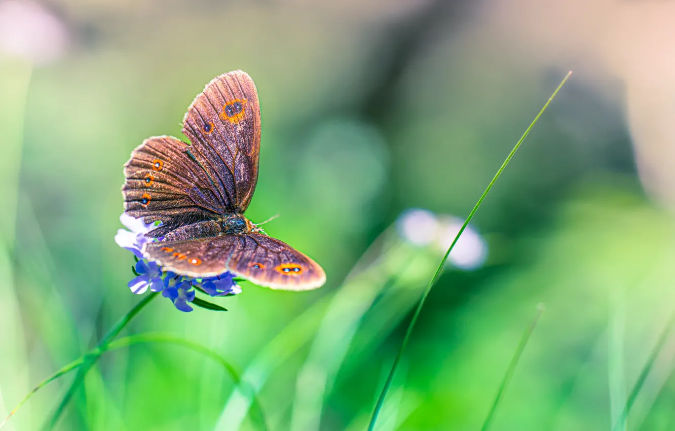 Фото обои трава, бабочка, крылья