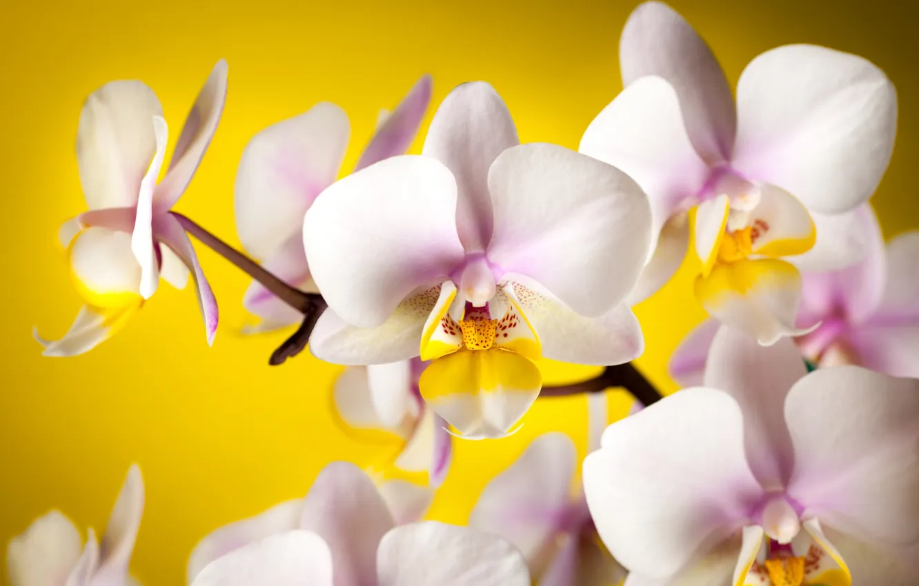 Фото обои цветы, желтый, фон, лепестки, белые, орхидеи