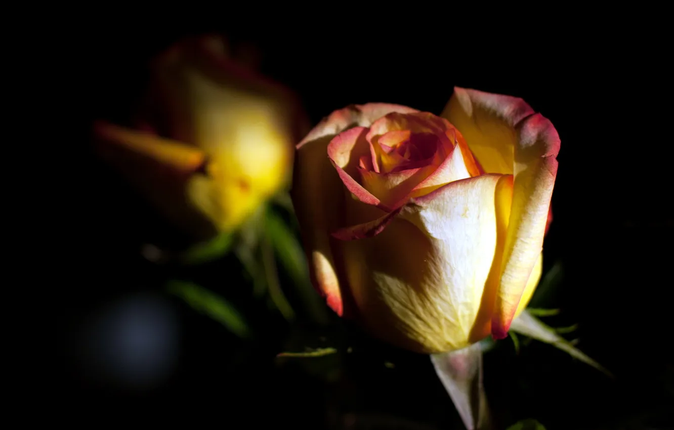 Фото обои макро, цветы, роза