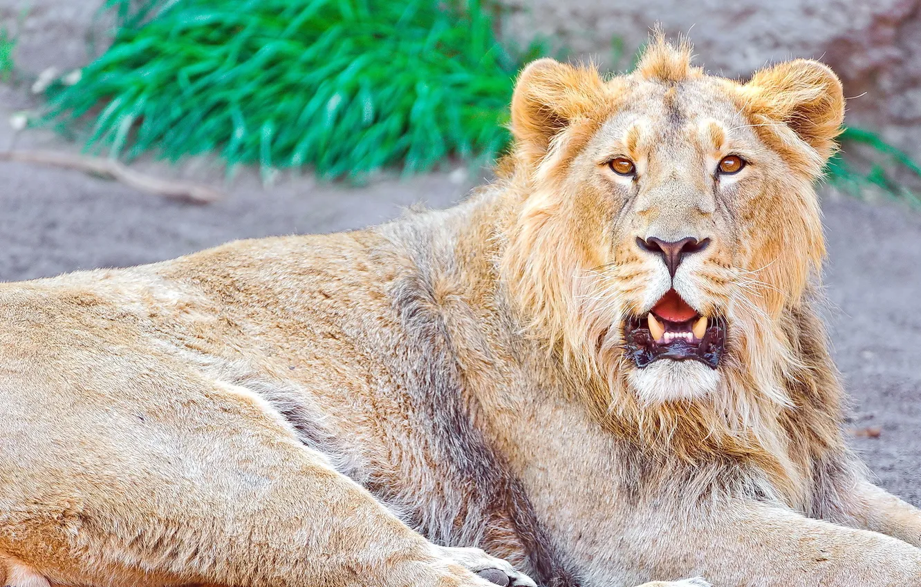 Фото обои усы, взгляд, морда, отдых, Лев, lion, panthera leo