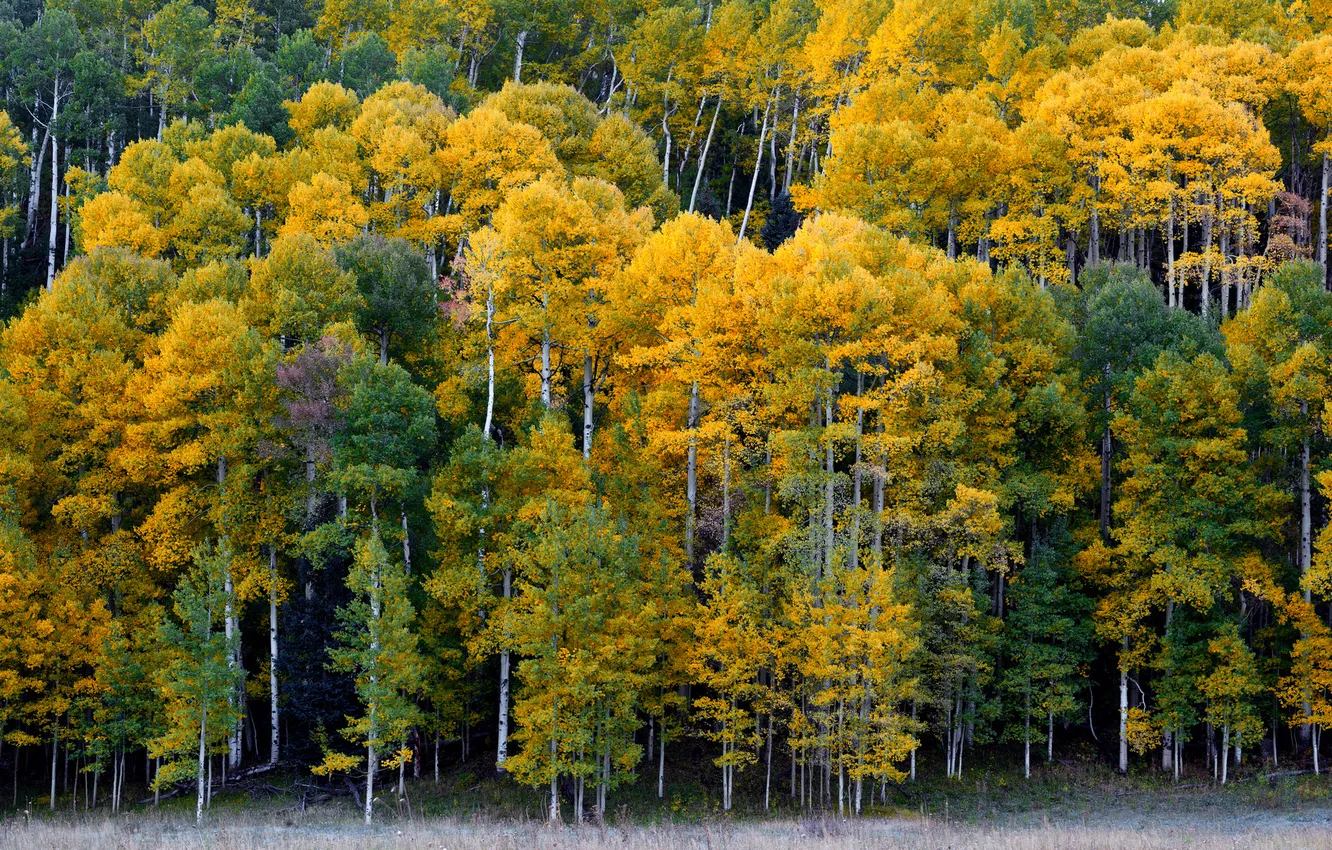 Фото обои осень, лес, деревья, Колорадо, Colorado, Риджуэй, Ridgway