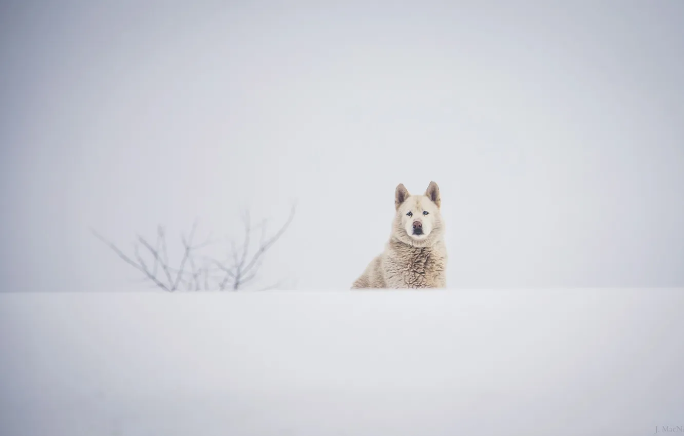 Фото обои зима, белый, морда, снег, собака, пёс