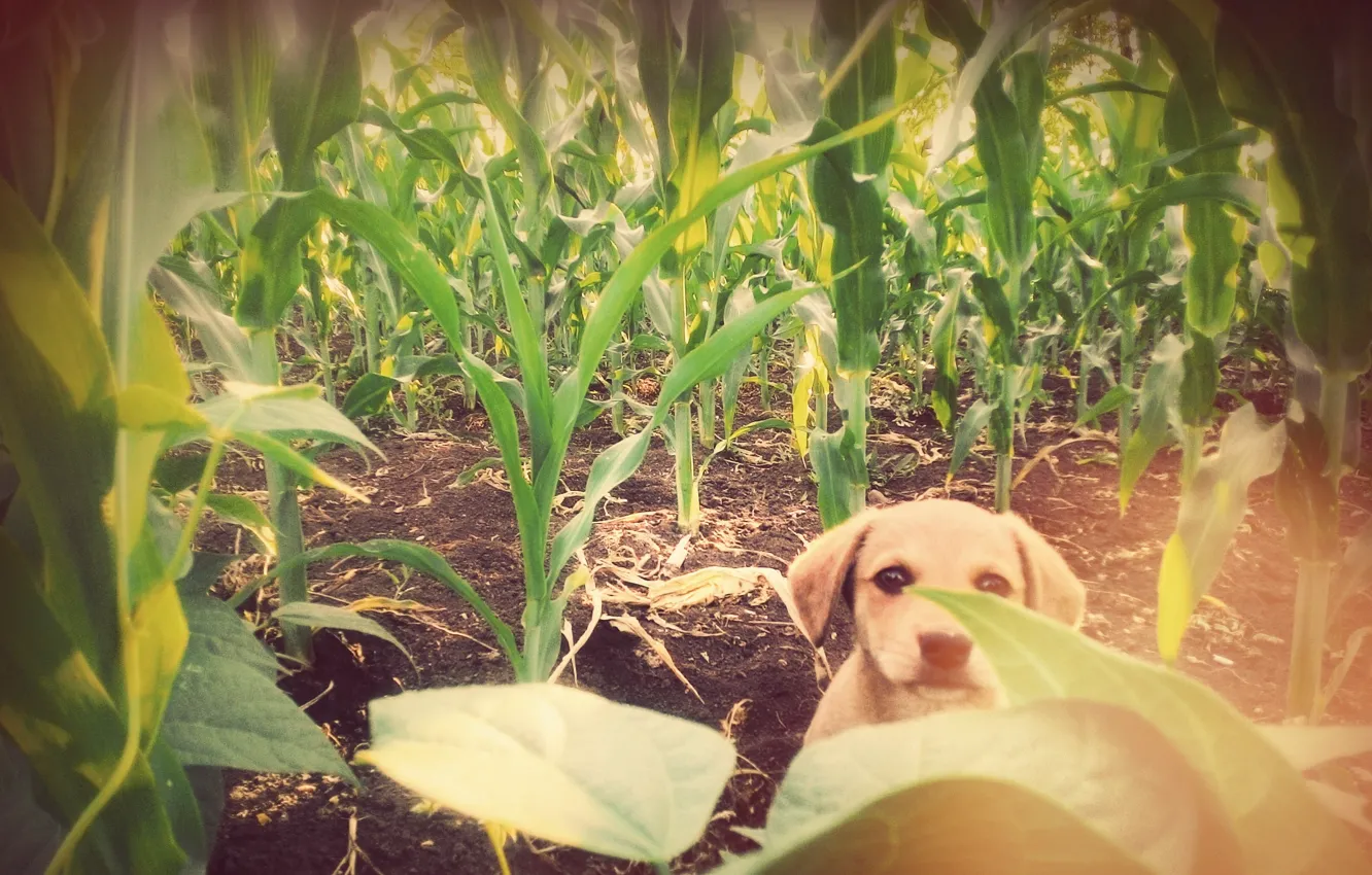 Фото обои Dog, corn, friend