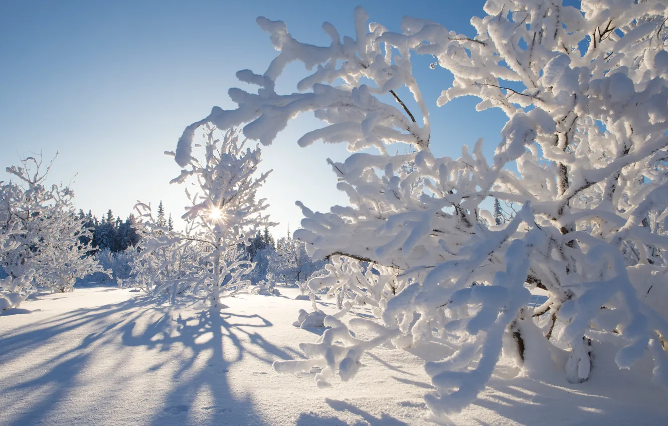 Фото обои зима, снег, деревья, Канада, Canada, Northwest Territories, Северо-Западные территории, Kakisa