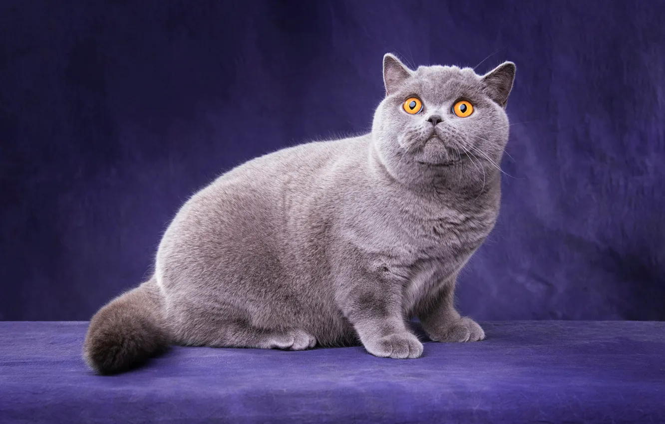 Фото обои кошка, кот, взгляд, поза, котенок, серый, лапки, мордочка
