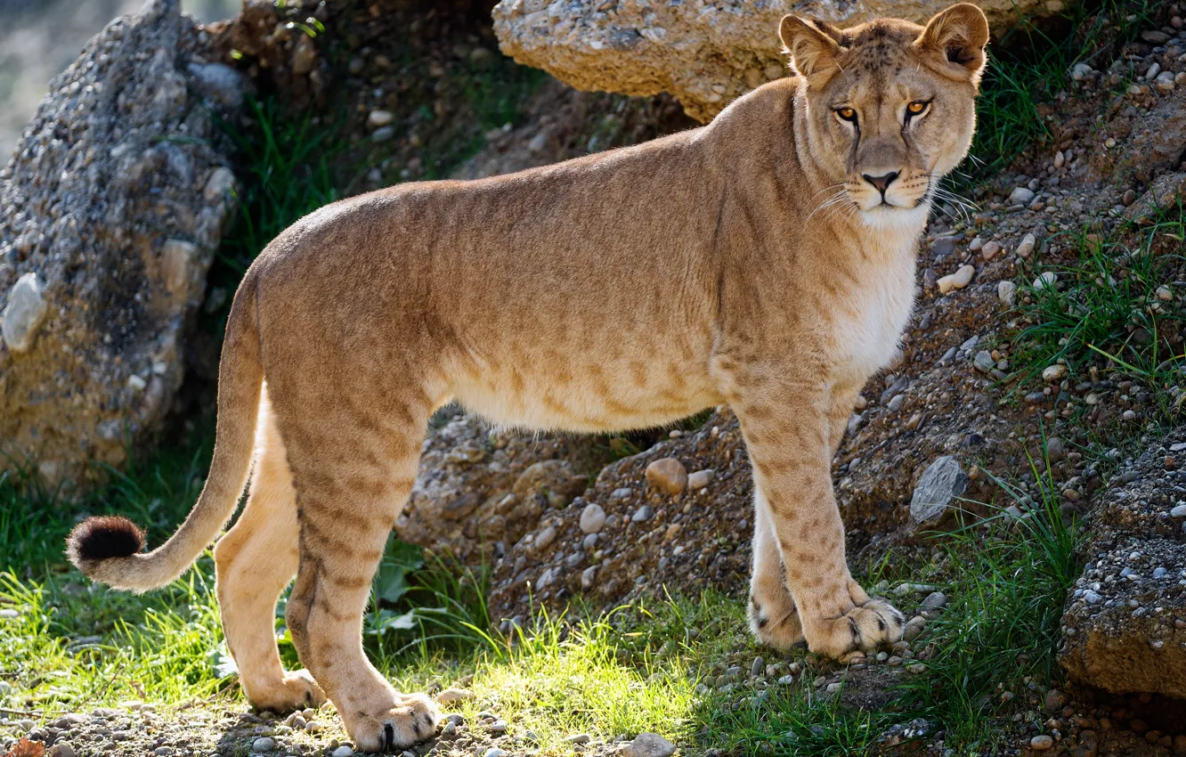 Фото обои трава, взгляд, морда, поза, галька, камни, лапы, склон