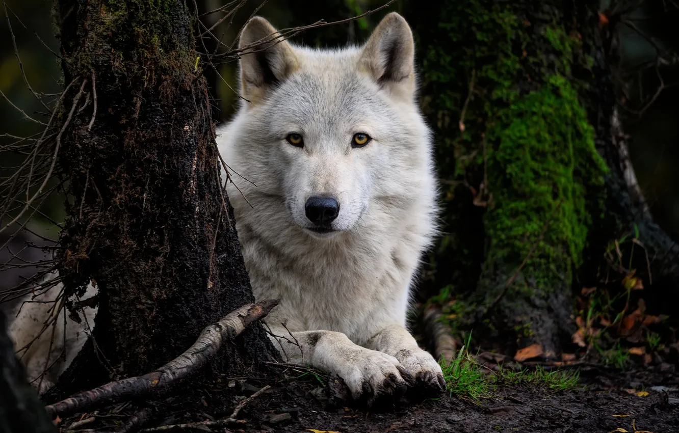 Фото обои Predator, nature, snow, face, animal, wolf, canis lupus, wildlife