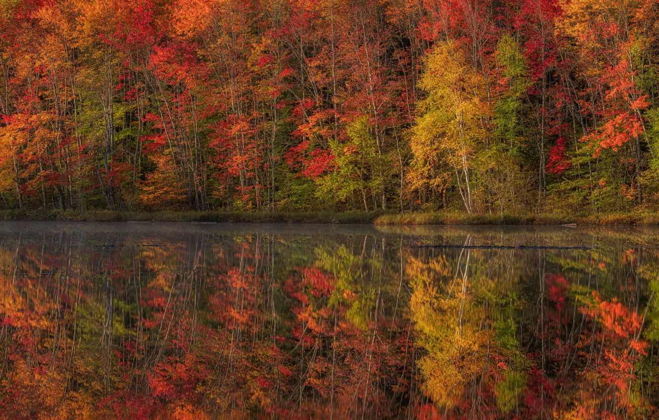 Фото обои осень, лес, отражение, водоем