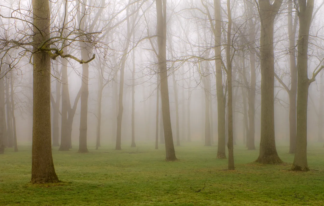 Фото обои деревья, природа, туман, парк