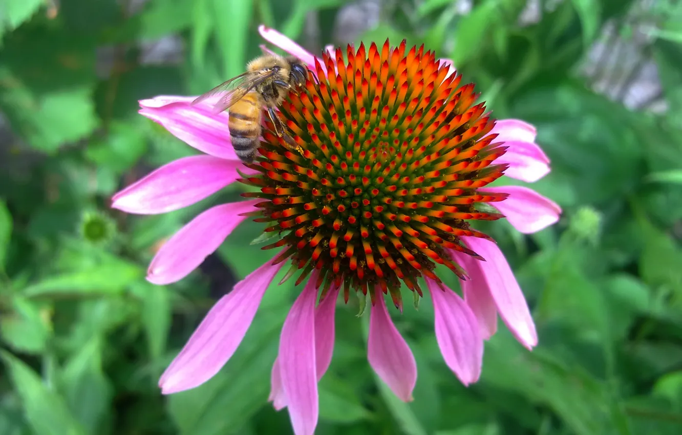 Фото обои цветок, лето, Пчела, эхинацея, труженица