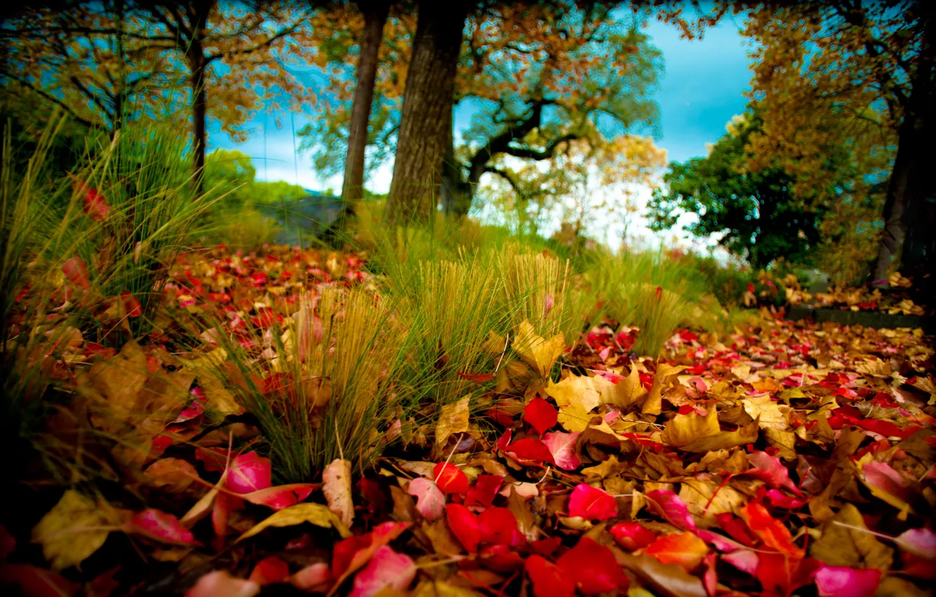 Фото обои осень, деревья, природа, листва