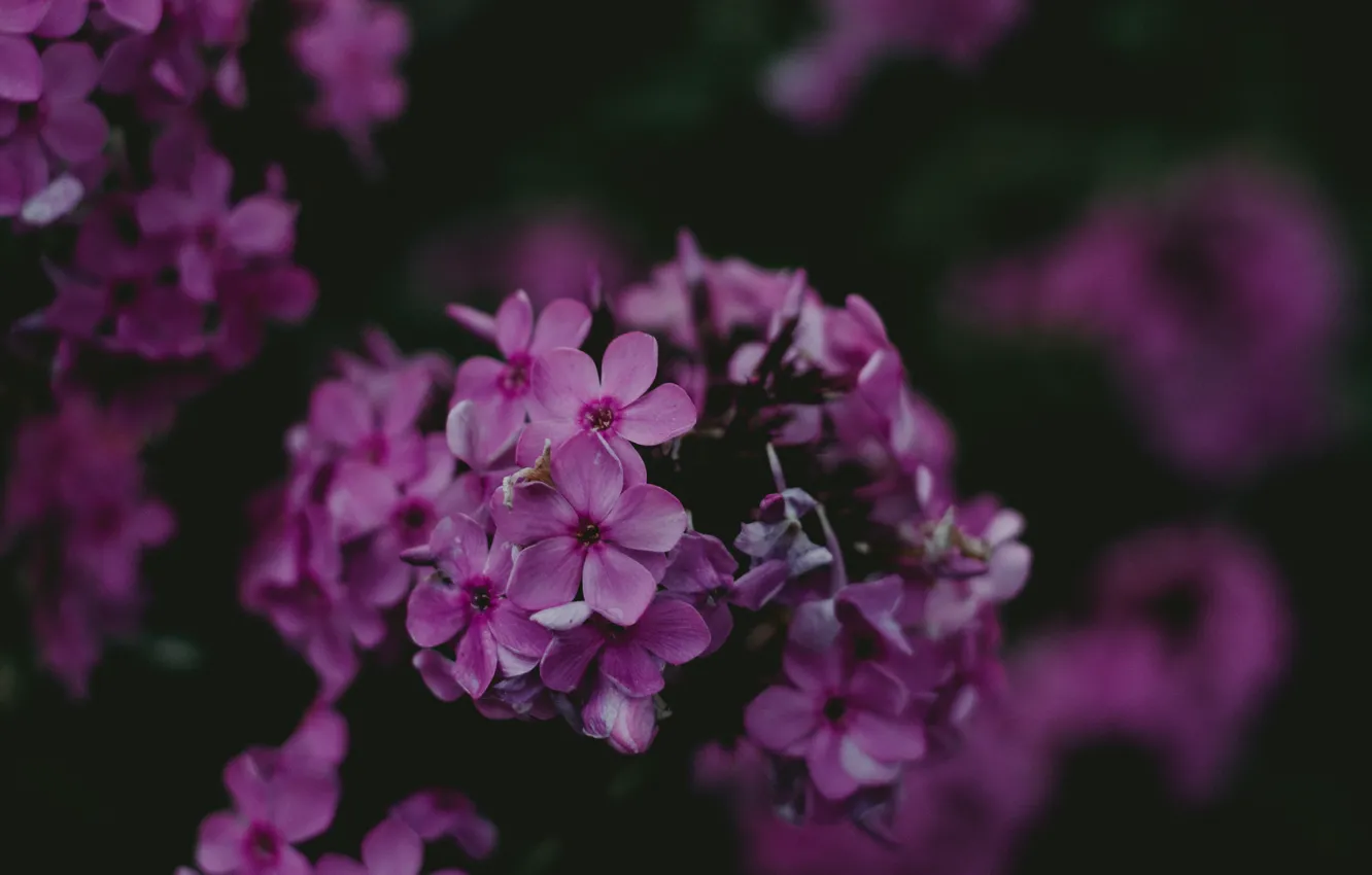 Фото обои Цветы, Природа, Растение, Сирень, Растения, Nature, Flowers, Color