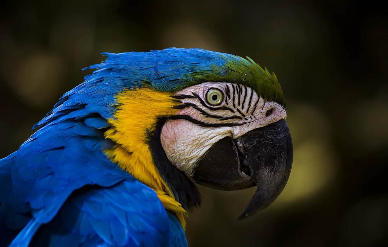 Фото обои птица, попугай, Сине-жёлтый ара