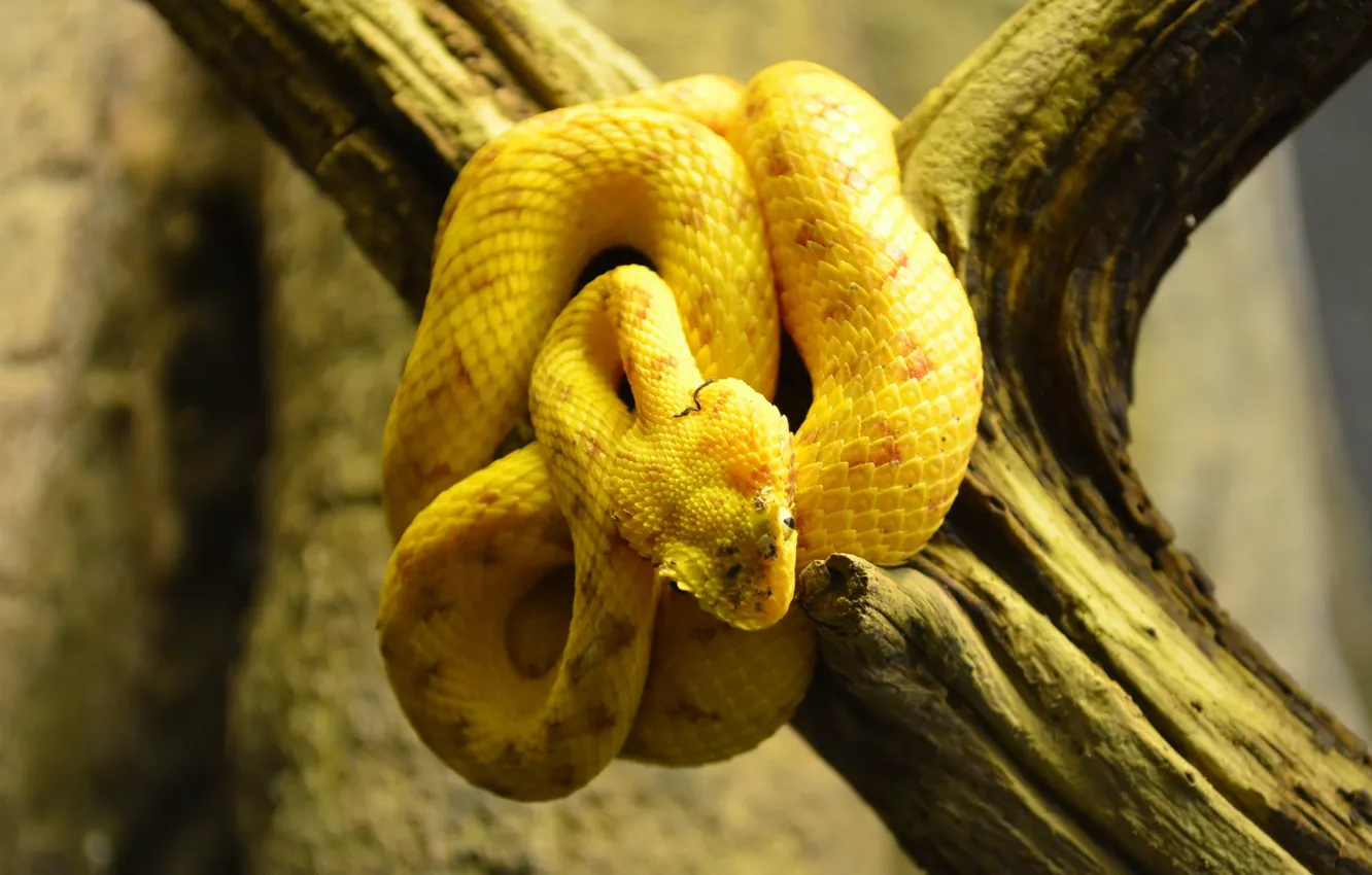 Фото обои змея, ветка, жёлтая