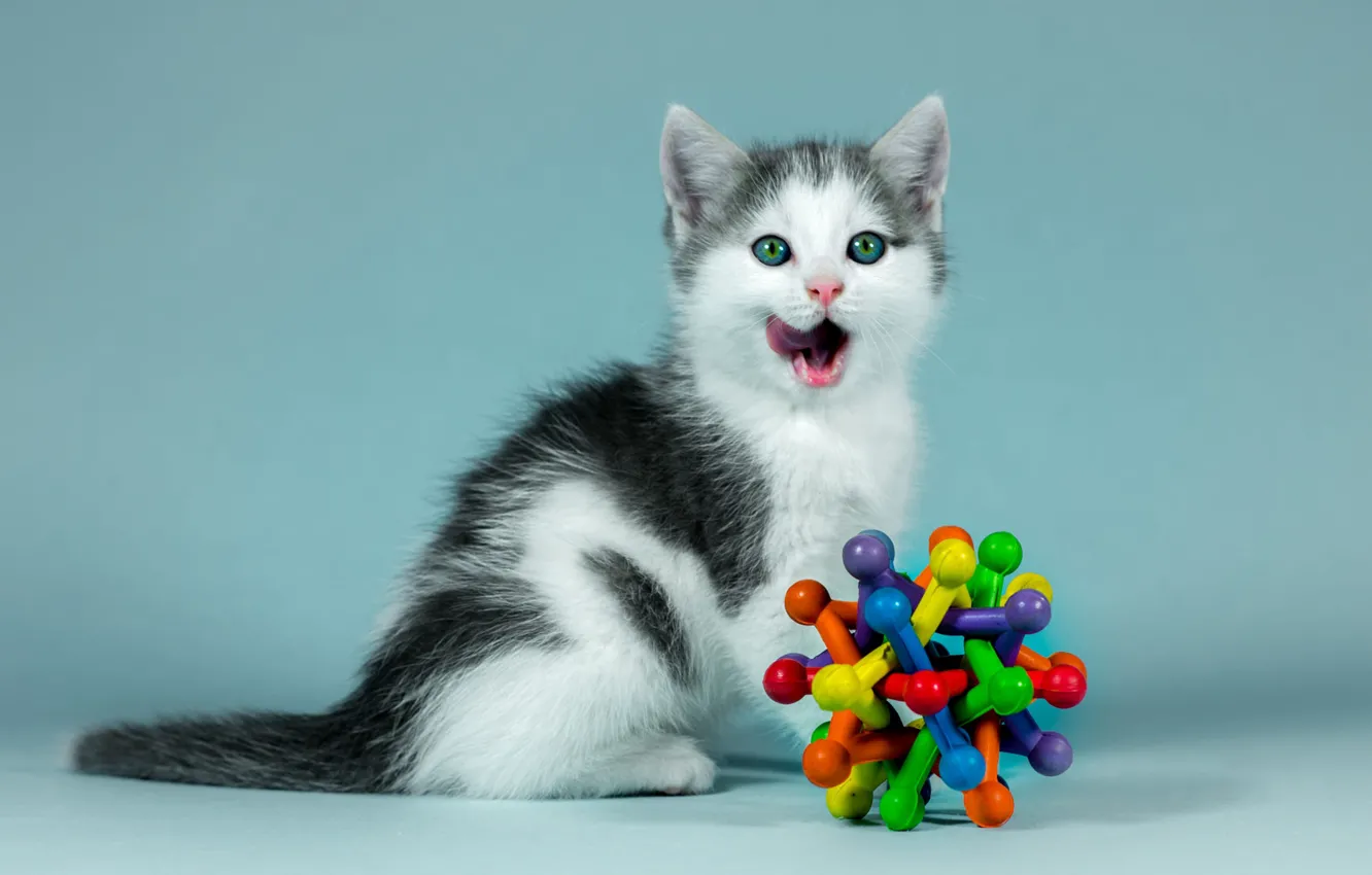 Фото обои язык, кошка, взгляд, котенок, фон, голубой, черно-белый, игрушка