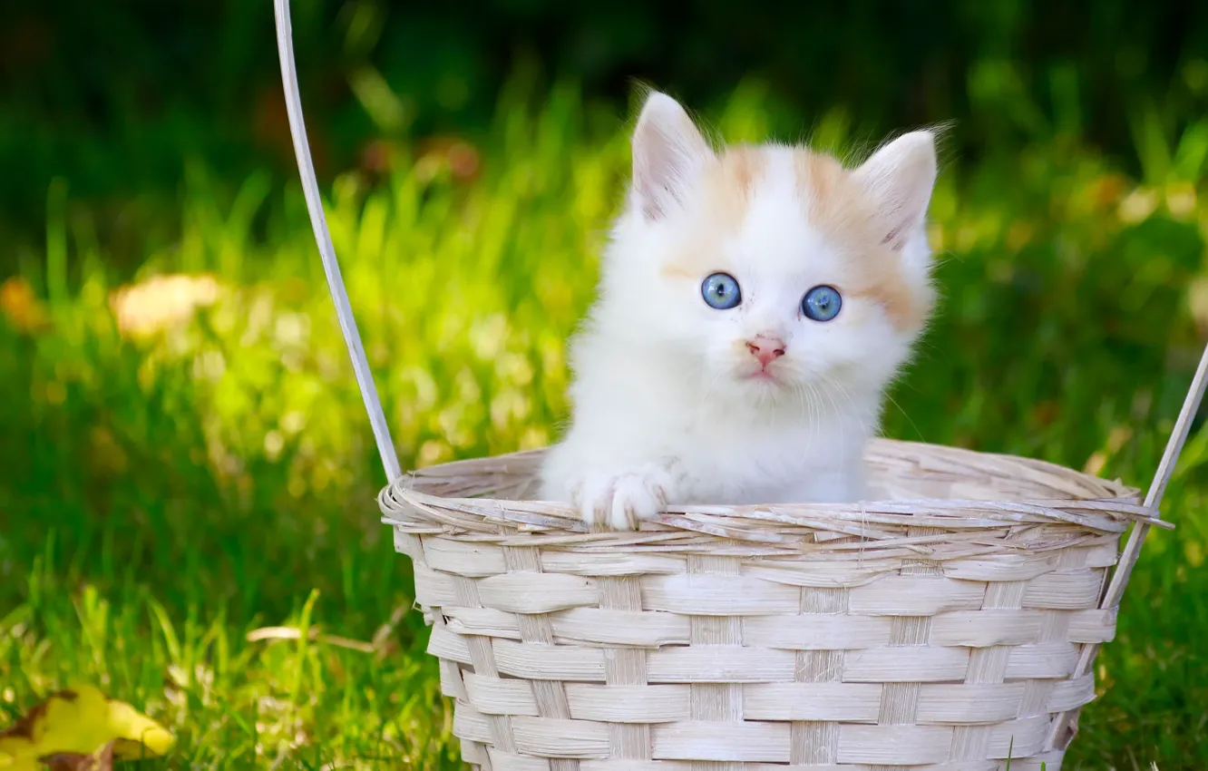 Фото обои взгляд, корзина, малыш, котёнок, голубые глаза