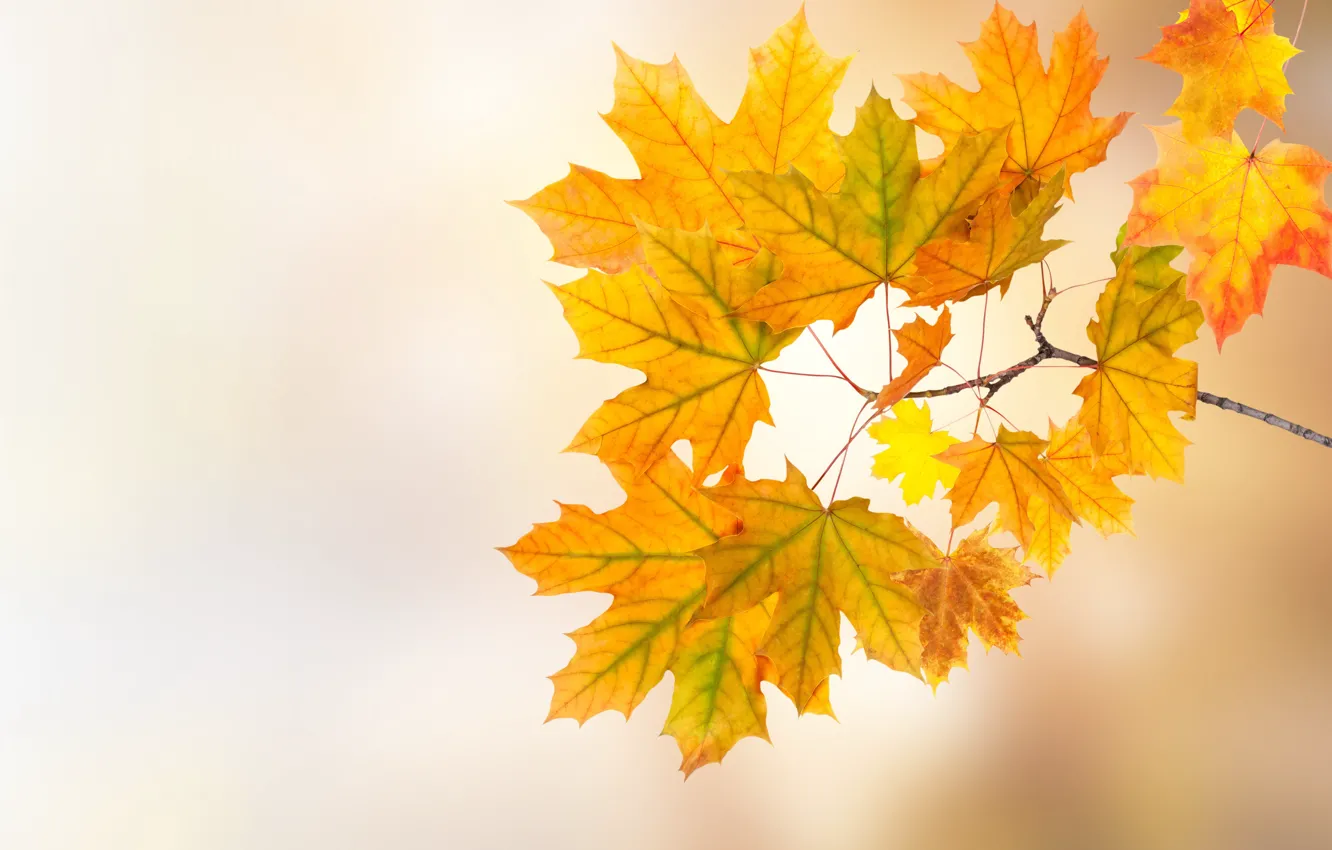 Фото обои осень, листья, colorful, клен, autumn, leaves, осенние, maple