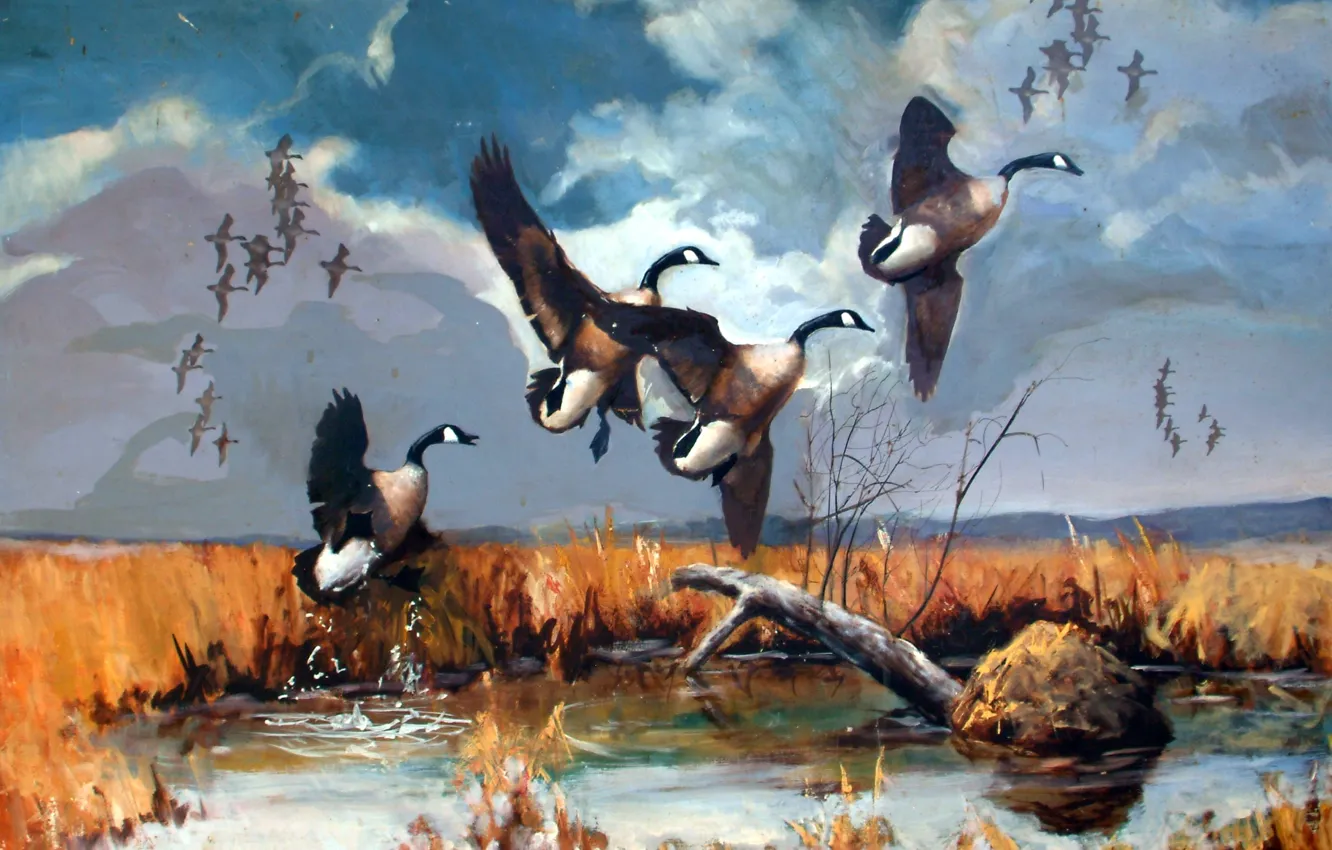 Фото обои wallpaper, flying, lake, painting, canadian, a flock of geese, geese, marsh