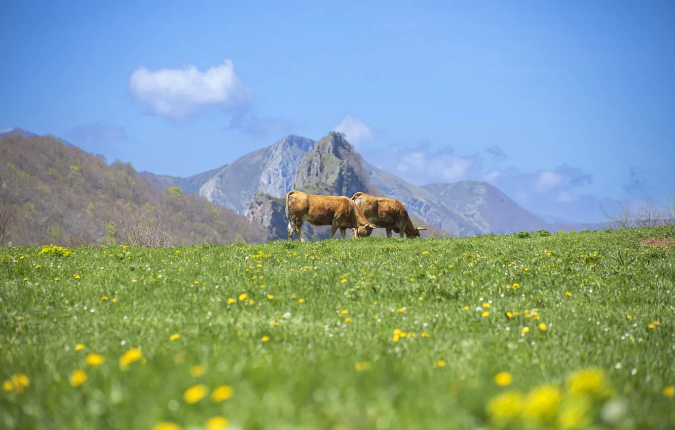 Фото обои поле, небо, горы, синева, весна, коровы, склон, пастбище