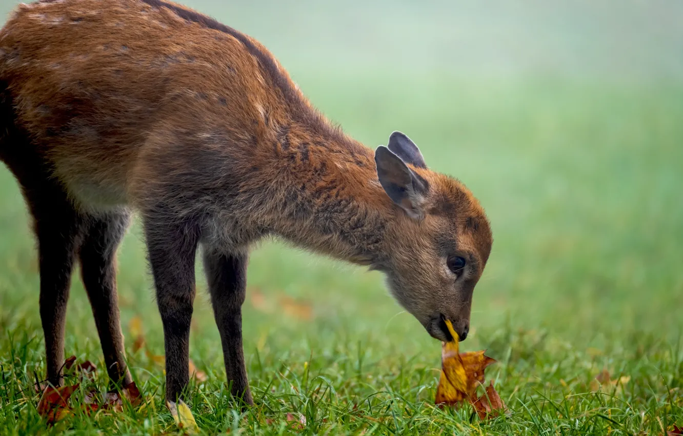 Фото обои трава, природа, животное, детёныш, оленёнок