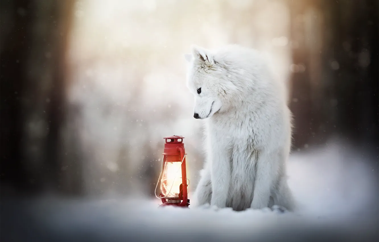 Фото обои зима, снег, собака, фонарь, самоед
