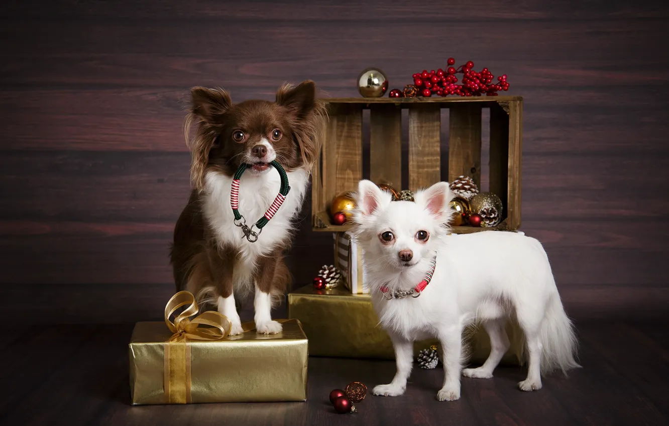 Фото обои собаки, праздник, игрушки
