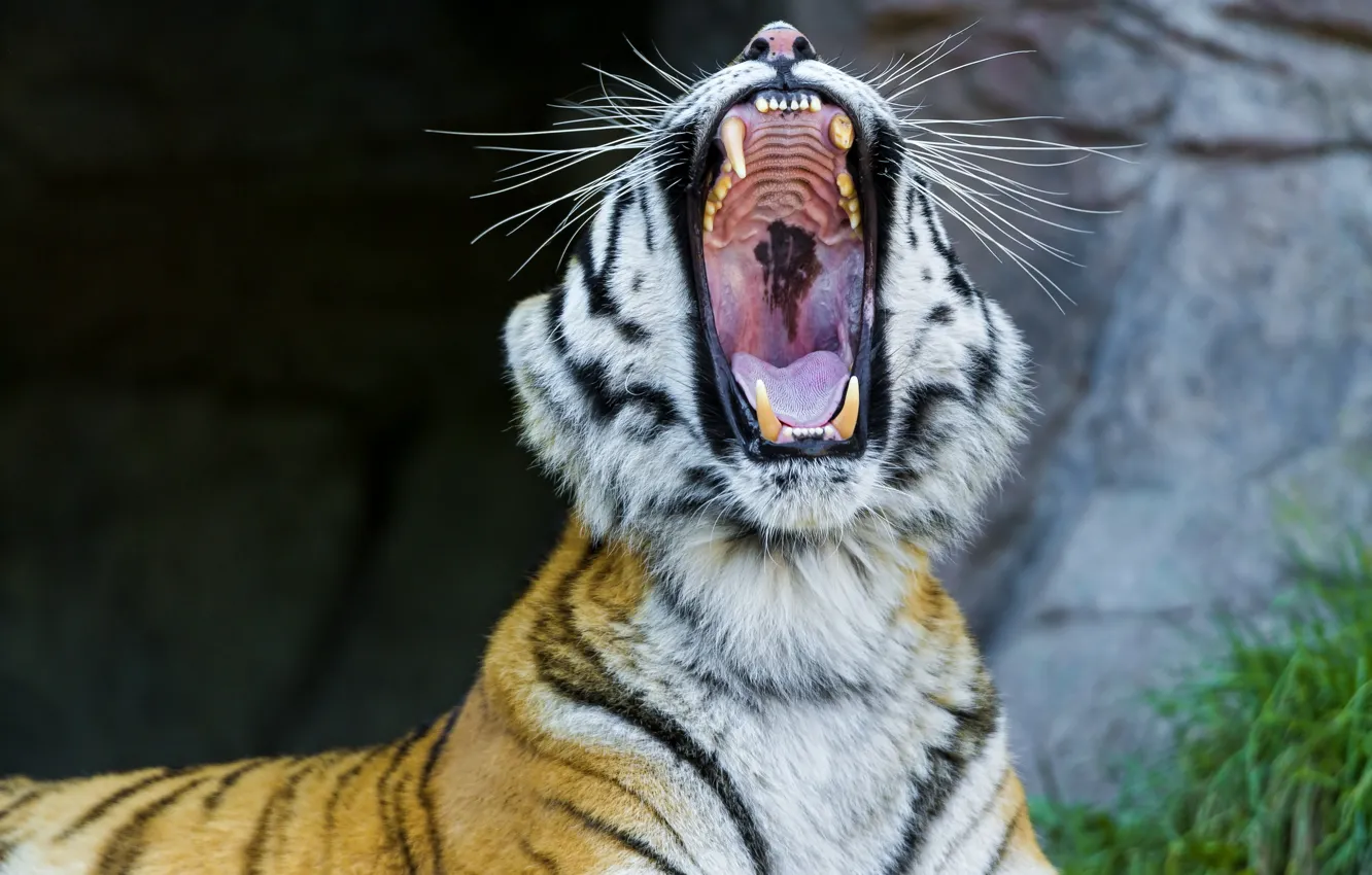 Фото обои морда, пасть, клыки, дикая кошка, зевает, амурский тигр