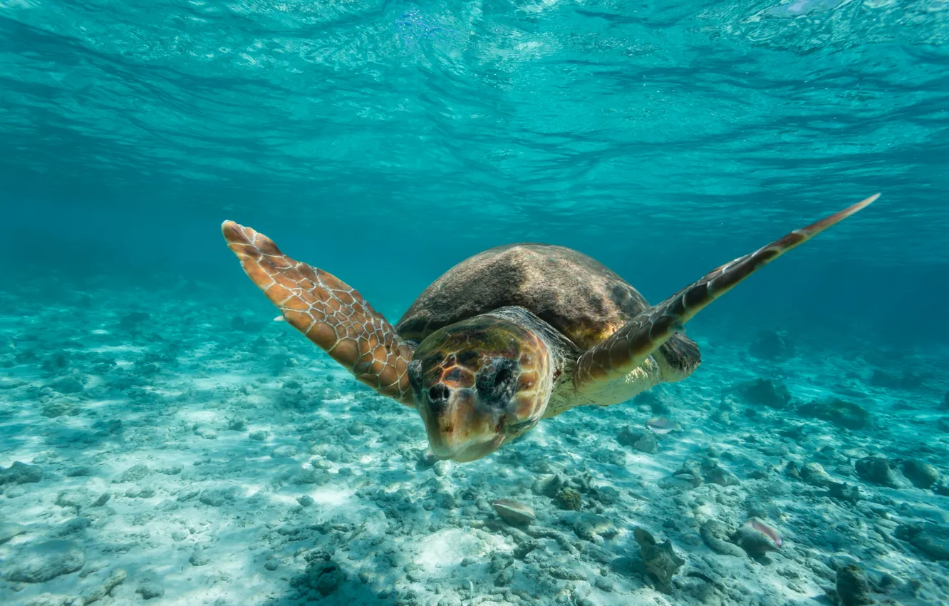 Фото обои underwater, water, turquoise, tropical, travel, turtle, belize, undersea