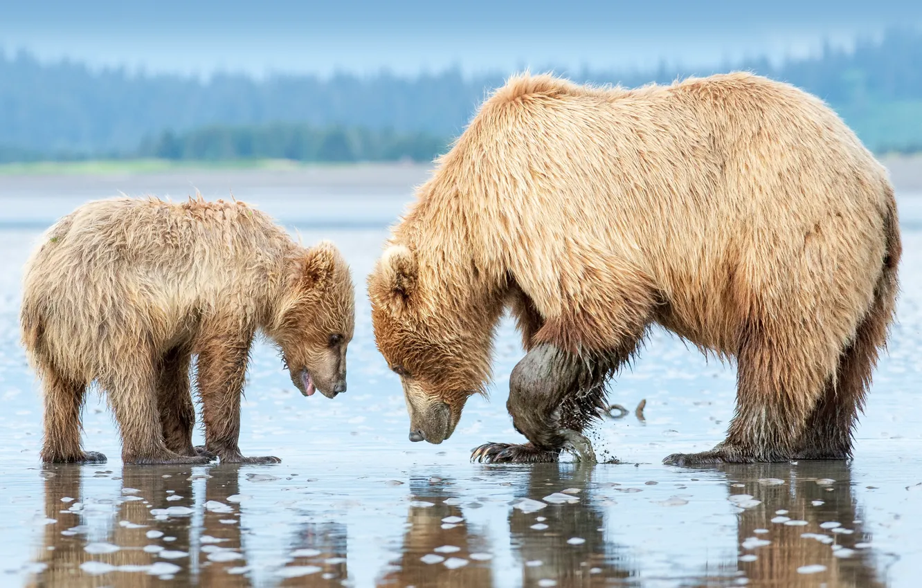 Фото обои USA, Alaska, animals, wildlife, bears, Lake Clark National Park and Preserve, ...Brown bear mother and …