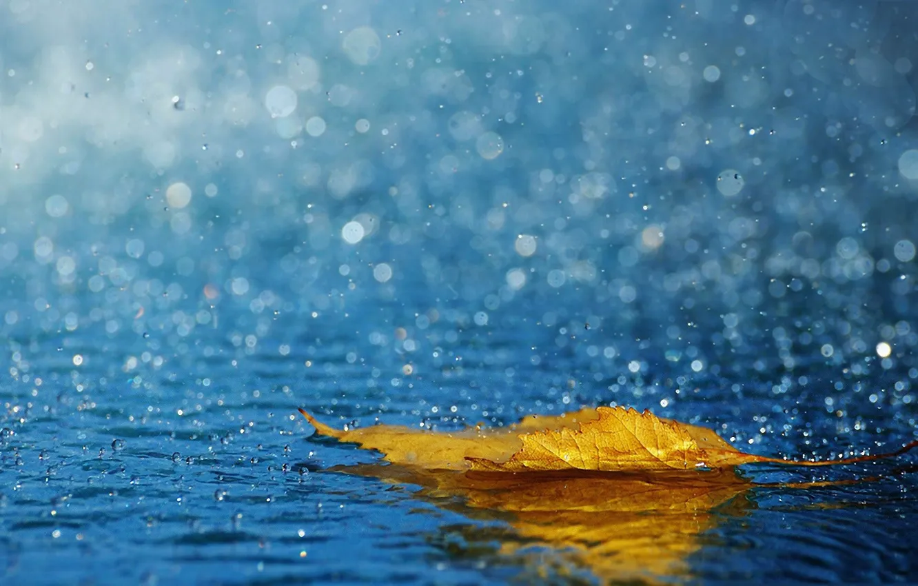 Фото обои осень, брызги, лист, дождь