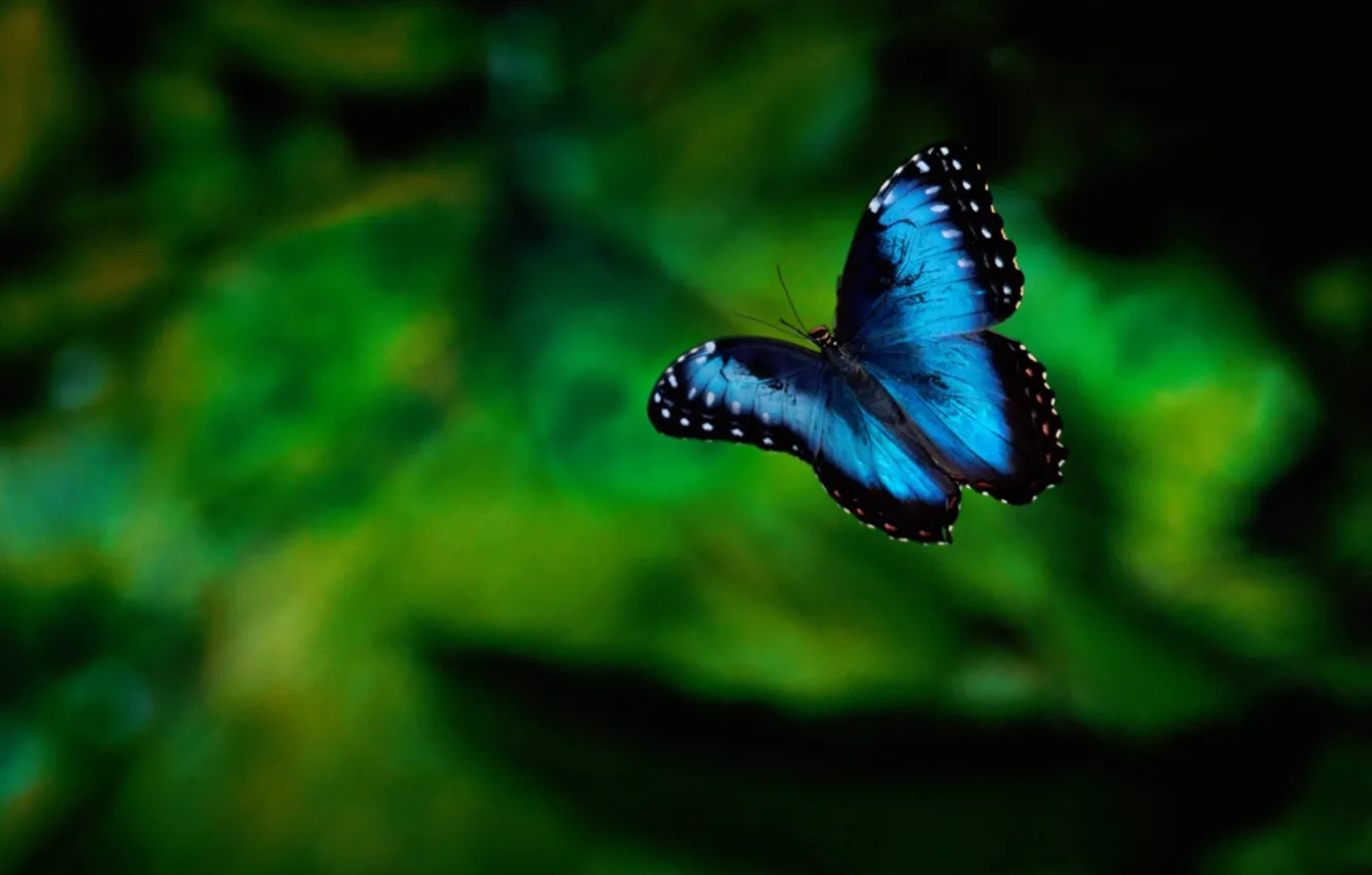 Фото обои зелень, фон, бабочка, насекомое