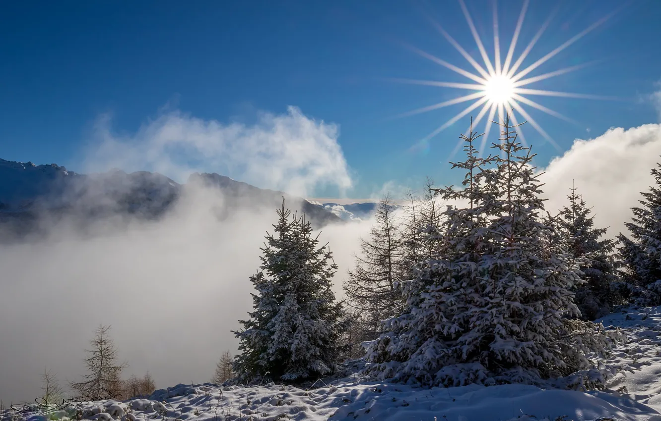Фото обои солнце, снег, горы, ёлки