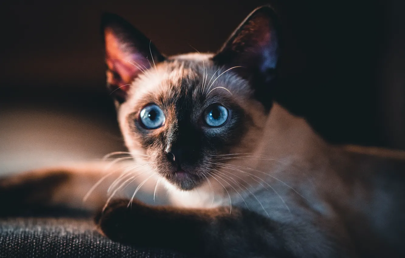 Фото обои кошка, кот, взгляд, морда, лежит, черный фон, голубые глаза, сиамский