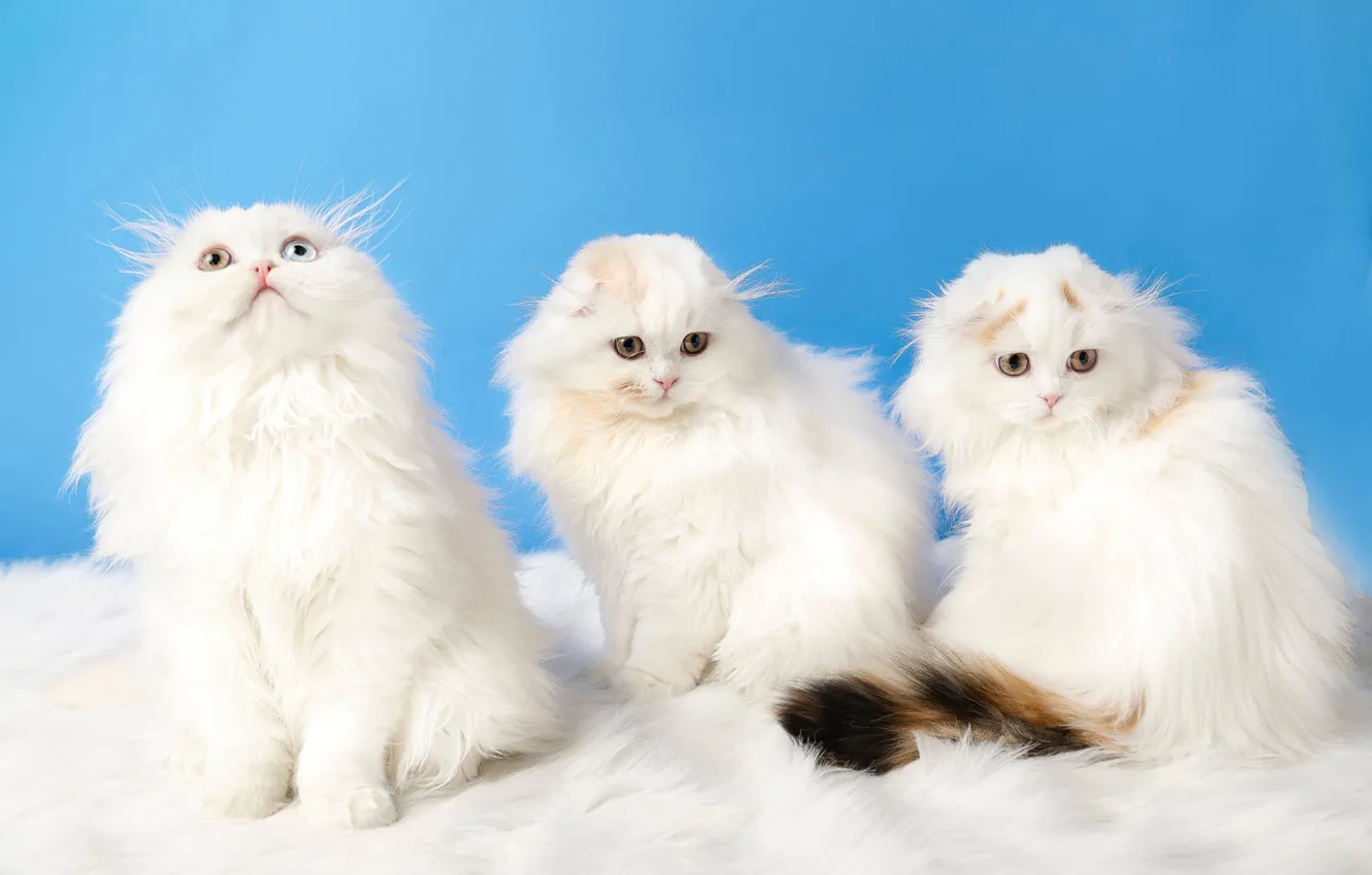 Фото обои кошка, кот, взгляд, кошки, поза, котенок, котята, мордашка