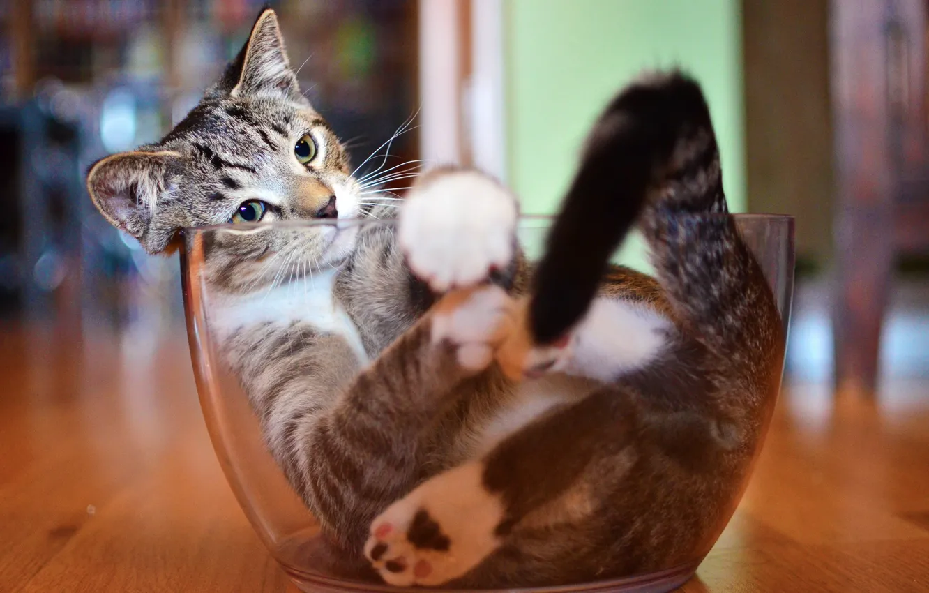 Фото обои кот, кошак, посуда, котяра