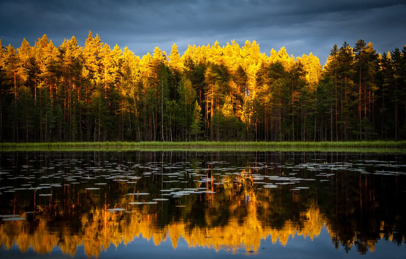 Фото обои forest, landscape, nature, tree