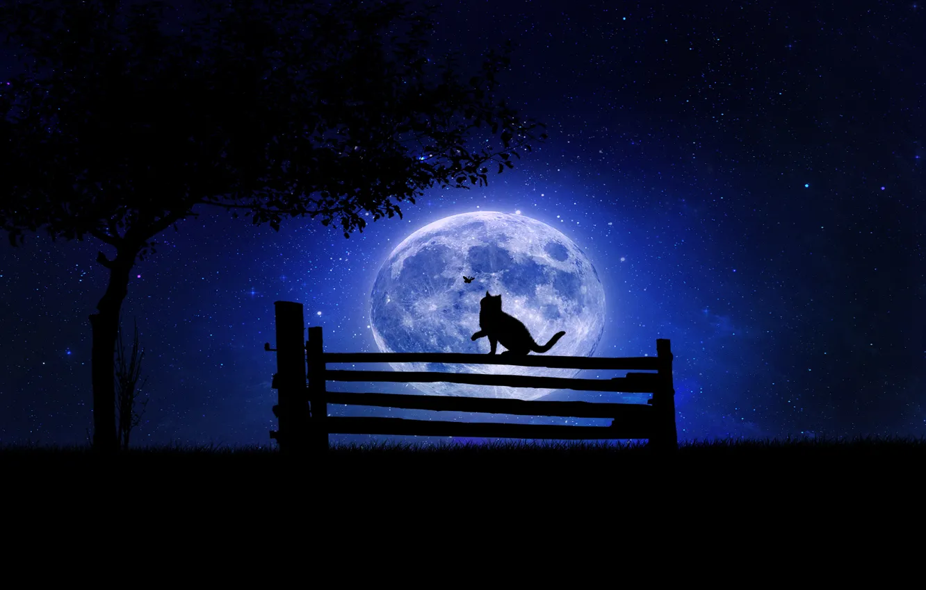 Фото обои кот, скамейка, ночь, дерево, луна