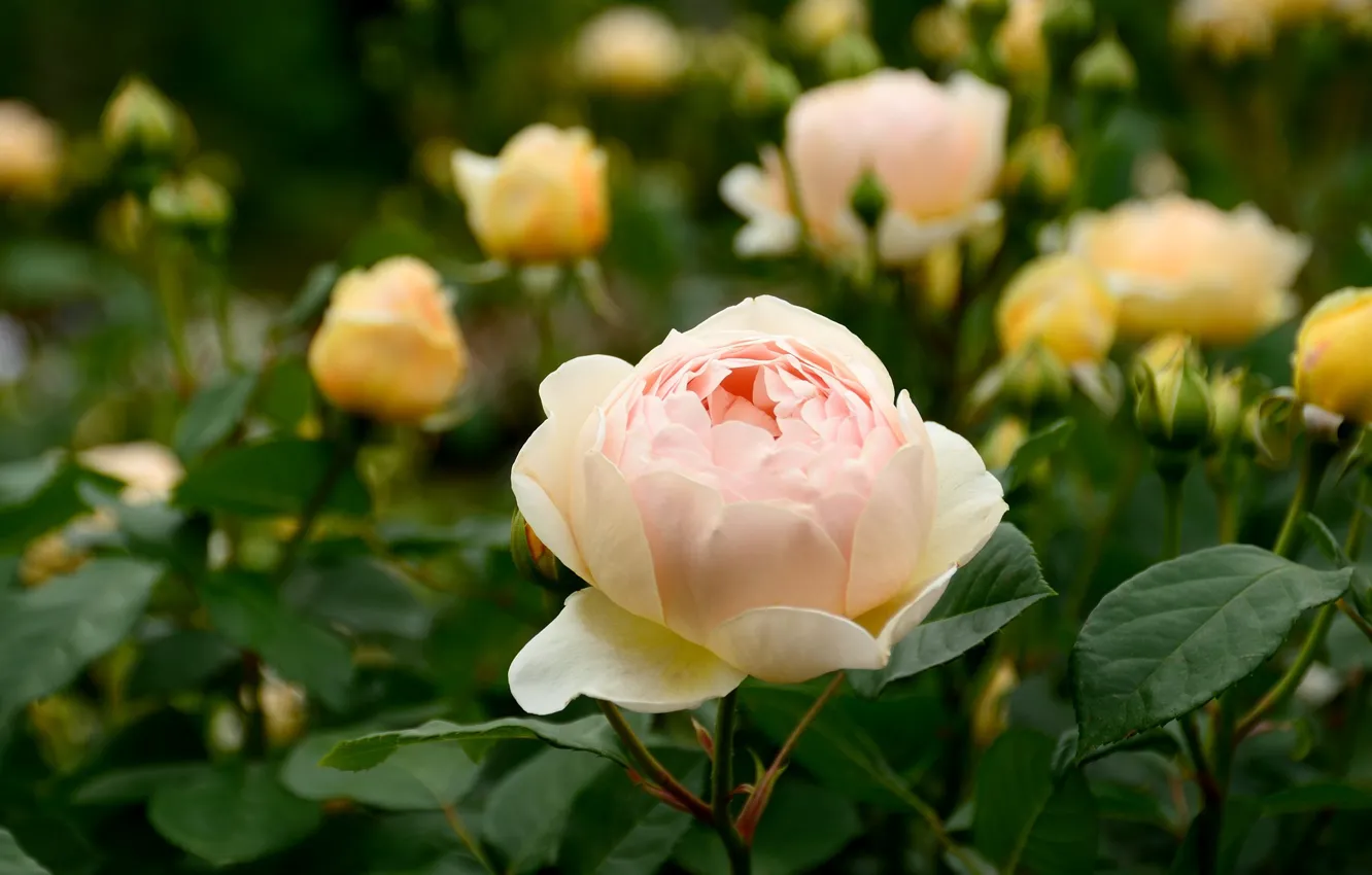 Фото обои розы, кремовый, розарий