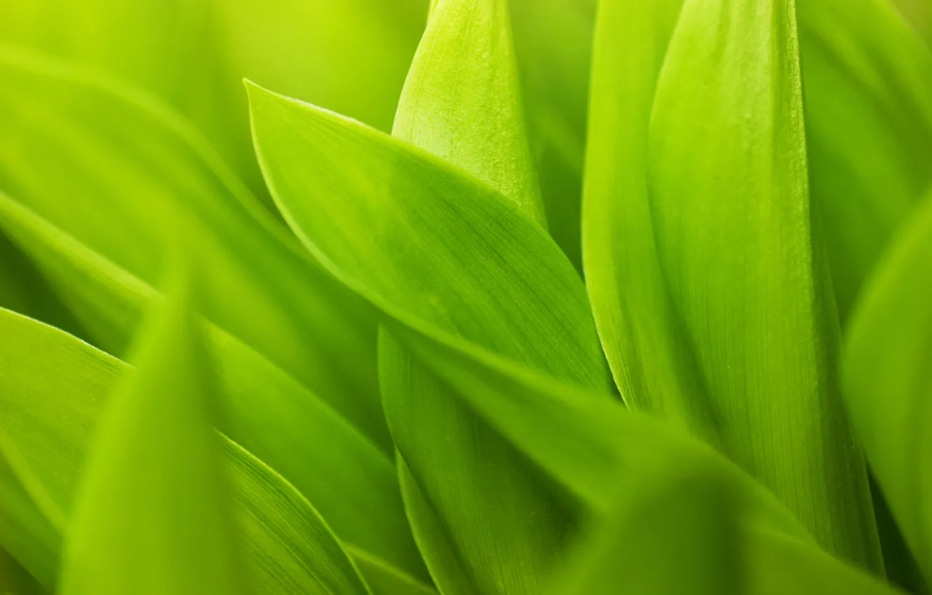 Фото обои зелень, листки, стебельки, зелёный листья