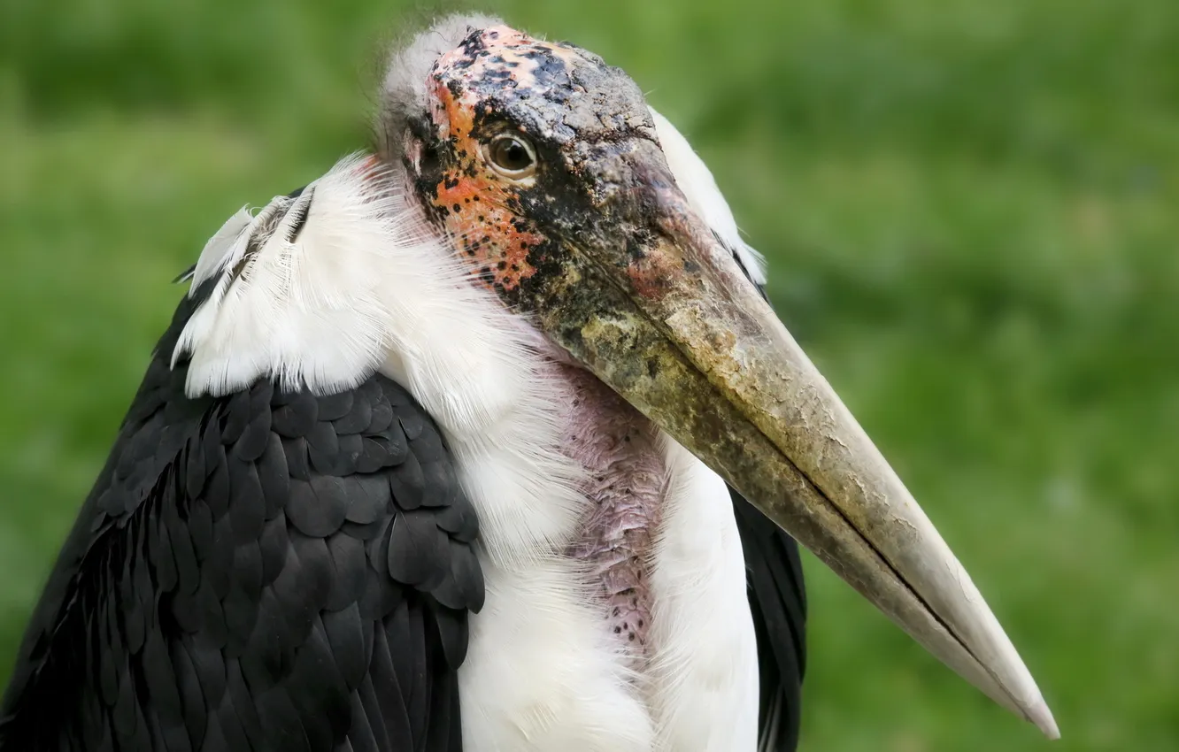 Фото обои birds, Zoologischer Garten Köln, Marabu