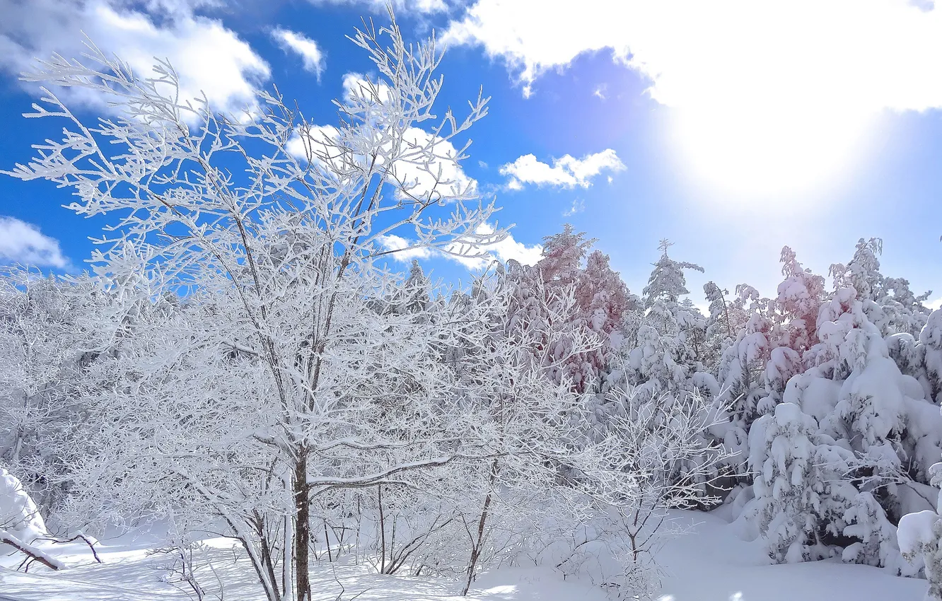 Фото обои зима, небо, солнце, облака, снег, деревья