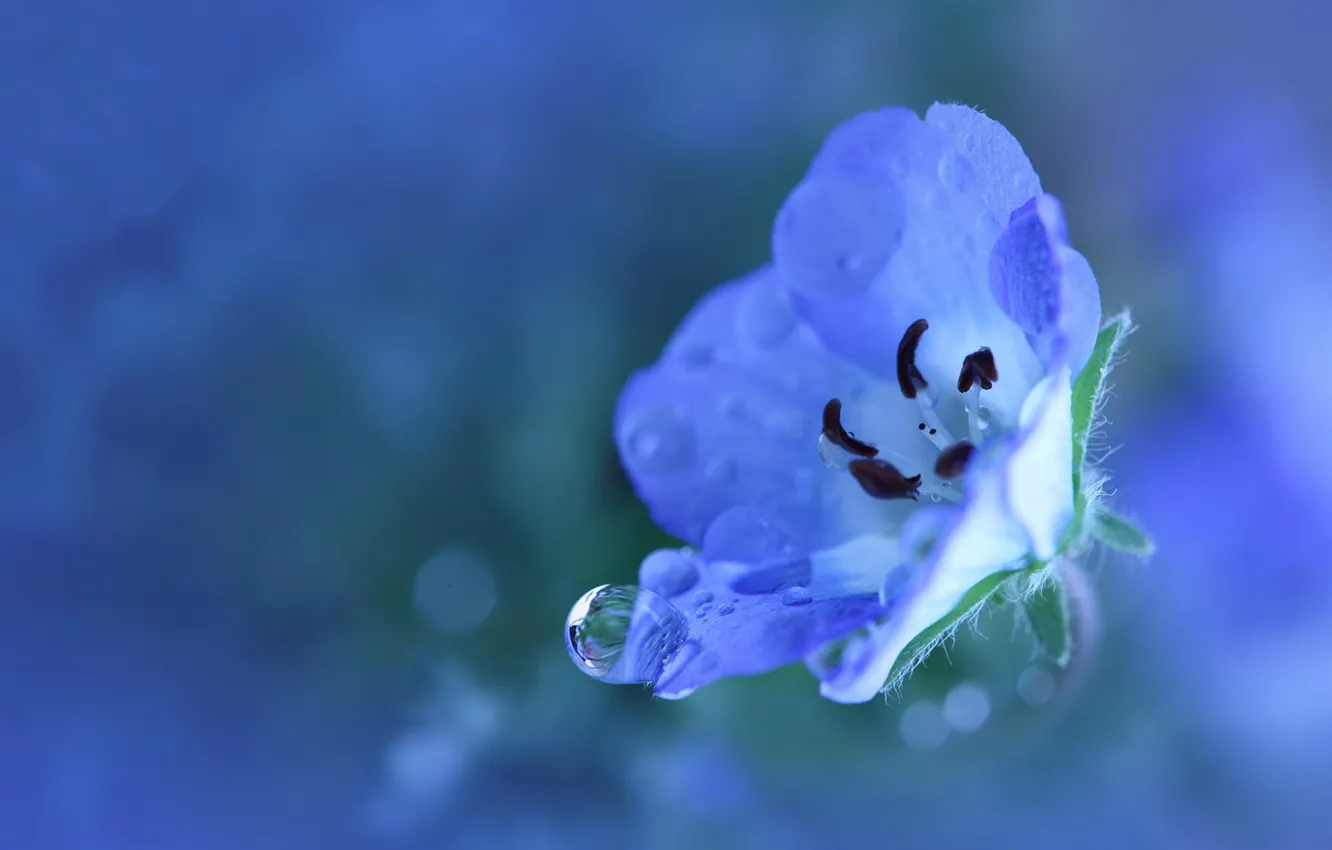 Фото обои цветок, вода, капли, макро, свежесть, синий, природа, роса