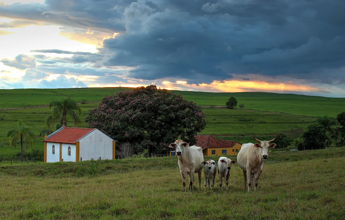 Фото обои поле, небо, облака, тучи, холмы, куст, весна, коровы
