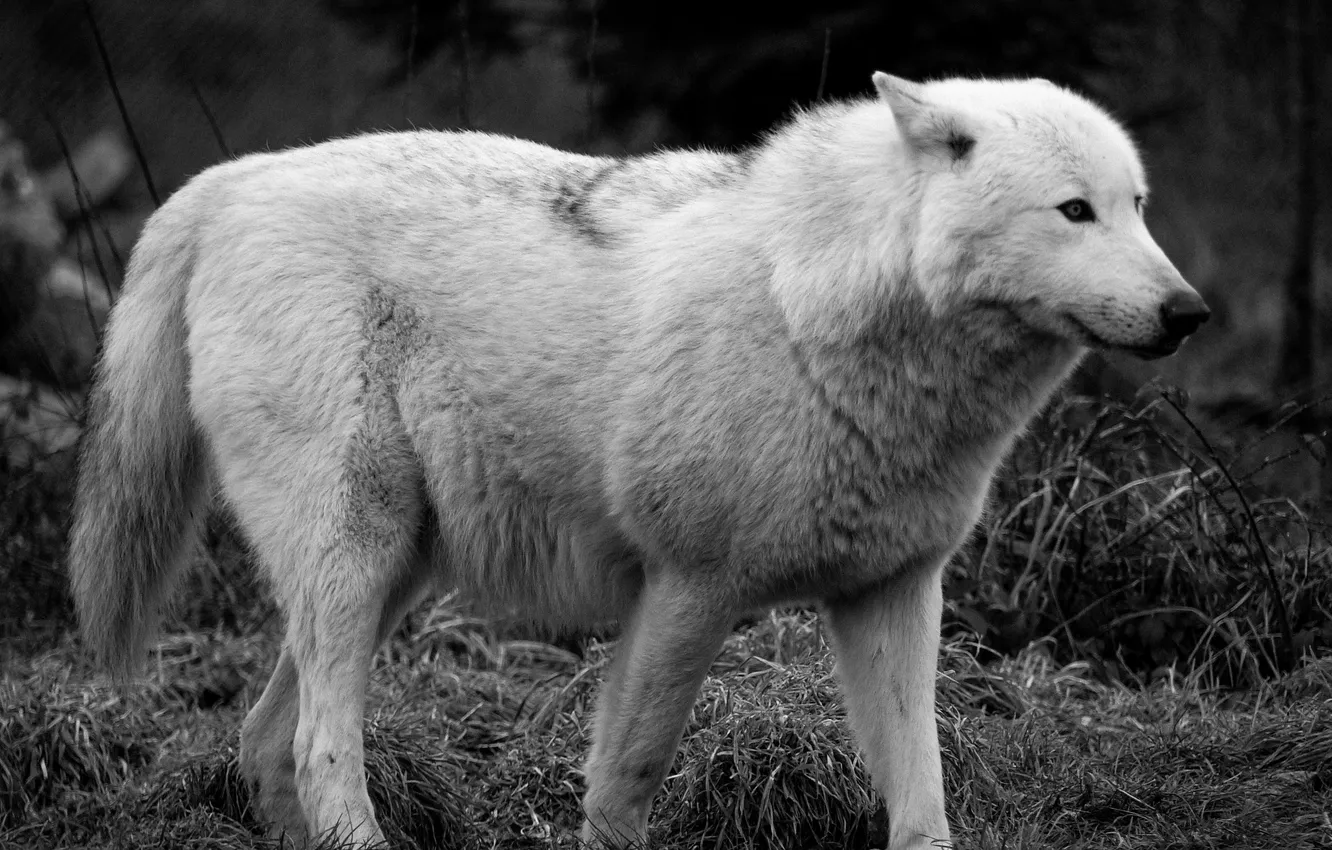 Фото обои predator, wolf, portrait, portrait., Canis lupus. face