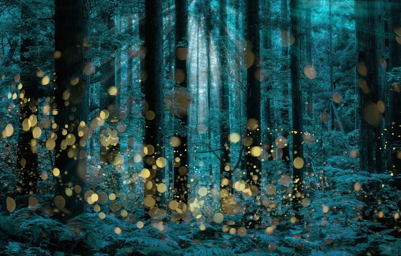 Фото обои trees, firefly, longexposure, Shining forest