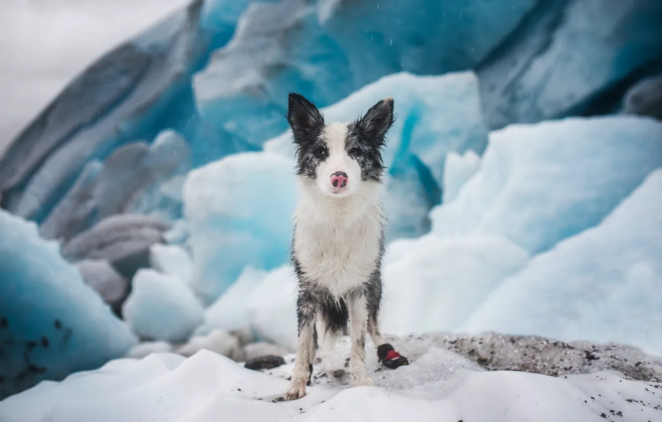 Фото обои лед, зима, снег, лёд, собака, ледник, щенок, льдины