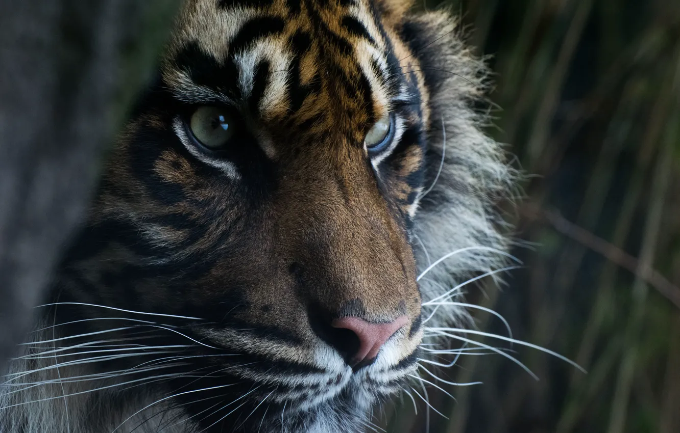 Фото обои глаза, взгляд, морда, хищник, суматранский тигр