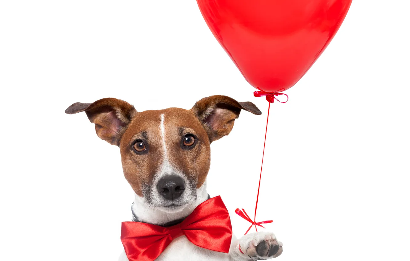 Фото обои red, heart, dog, balloon