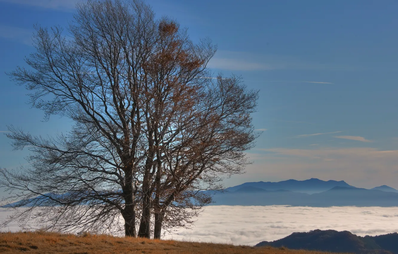 Фото обои облака, деревья, горы